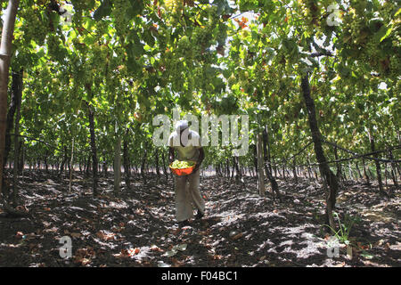 Nasik, Maharashtra, Inde. Apr 27, 2013. 27 avril 2013 : Nasik, INDE.dans un vignoble un agriculteur cueille le Raisin Raisin à Nasik.La Western Indian ville de Nashik est considérée comme la "capitale du vin de l'Inde". De l'ensemble des 79 établissements vinicoles dans le pays, Nashik seul a 34. Le célèbre vin de Nasik incluent Sula, Chateau Dori, Zampa, York & N.D. Les vins. © Subhash Sharma/ZUMA/Alamy Fil Live News Banque D'Images