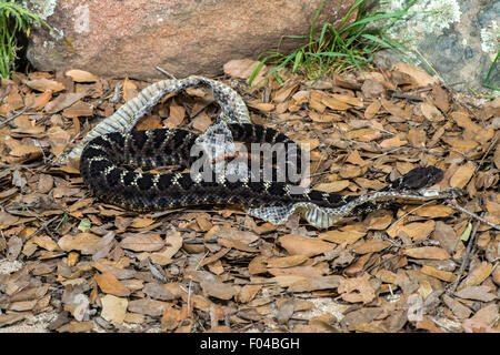 Arizona crotale (Crotalus cerberus noir Happy Valley, comté de Pima, Arizona, United States 9 juillet Des profils avec faire la peau. Banque D'Images