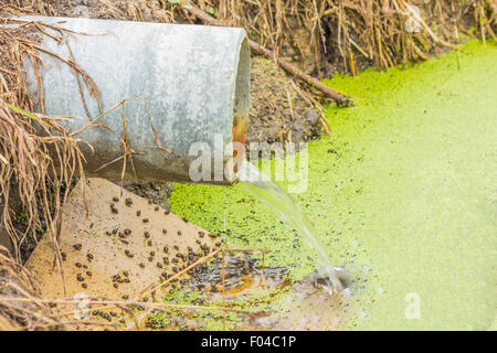 L'eau des déchets lent à partir d'un pipeline en béton directement sur un étang naturel avec de l'herbe verte sur la rive et vert clair petit Banque D'Images