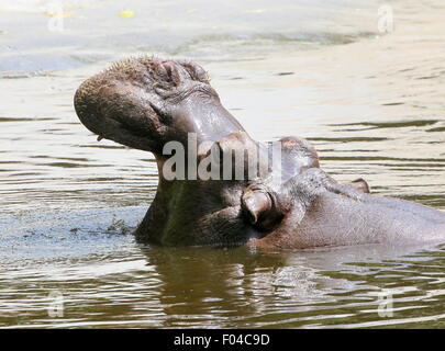 Afrique submergée Hippo (Hippopotamus amphibius) en close-up, d'élevage tête haute Banque D'Images