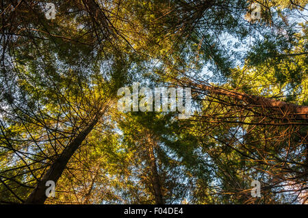 Jusqu'à la cime des arbres dans le Banque D'Images
