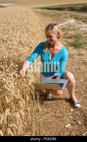 Woman with laptop l'arpentage du blé presque prêt pour la récolte Hampshire England UK Banque D'Images