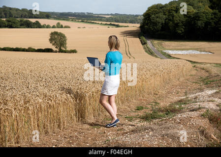 Woman with laptop l'arpentage du blé presque prêt pour la récolte Hampshire England UK Banque D'Images