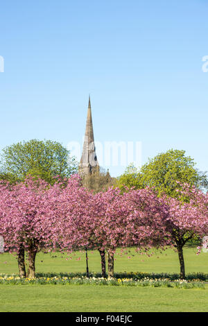 Cerisiers sur les Stray à Harrogate, Yorkshire du Nord. Banque D'Images