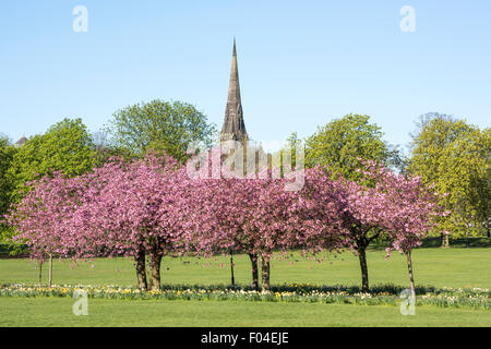 Cerisiers sur les Stray à Harrogate, Yorkshire du Nord. Banque D'Images