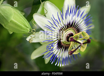 Passiflora caerulea blue Passion Flower bud et macro avec vrilles Banque D'Images