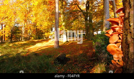 Les champignons poussent sur le tronc d'un arbre dans un bois affichage couleurs d'automne dans le Peak District, Derbyshire, Angleterre, Royaume-Uni Banque D'Images