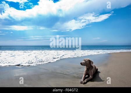 Un paysage majestueux de chien braque de sable compacté en pose à bord des océans avec grand ciel bleu nuages blancs Banque D'Images