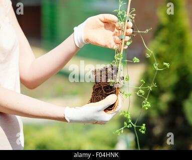 Jardiniers part planter des fleurs Banque D'Images