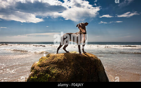 Chien héroïque sur le dessus de roche à bord des océans avec grand ciel bleu et nuages spectaculaires Banque D'Images