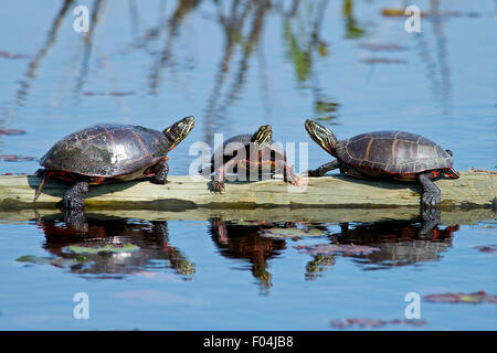 La tortue peinte de l'Est repose sur un journal. Banque D'Images