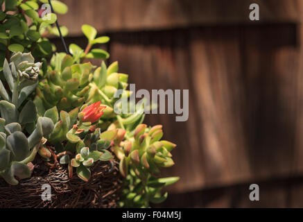 Plantes succulentes glaces, Carpobrotus edulis rampante, la couverture du sol sur un fond rustique au printemps dans le sud de la Californie Banque D'Images