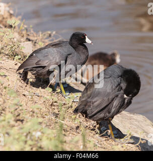 La Foulque d'Amérique Fulica americana, canard, le long d'un étang à Irvine, California, United States Banque D'Images