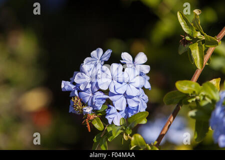 Plumbago bleu impérial, Le Cap, Leadwort Plumbago auriculata fleurit au printemps en Californie Banque D'Images