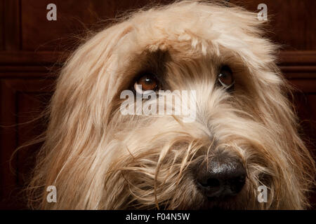 Close up portrait of dog face Labradoodle expressive avec décote mignon Banque D'Images