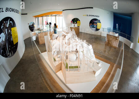 Biomuseo future plans Exhibition modèle architectural Panama City Panama | PANAMA CITY, Panama — un modèle architectural en papier du Biomuseo, avec de minuscules figures sur sa terrasse, ancre une exposition future-plans à l’intérieur du musée conçue par l’architecte canado-américain Frank Gehry sur la chaussée Amador. Le musée a ouvert ses cinq premières galeries le 2 octobre 2014, et trois autres en 2019 pour porter le total à huit expositions permanentes construites autour du rôle de pont biologique de l'isthme de Panama. Exploité par l'organisme à but non lucratif Fundación Amador, le Biomuseo reste la seule société de Gehry Banque D'Images