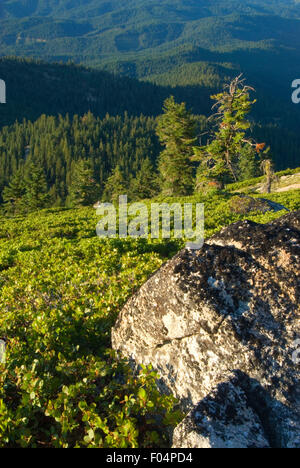 Vue du Mt Ashland, Rogue River National Forest, Virginia Banque D'Images