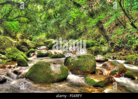 Forest river. Sundarijal près de Katmandou qui coule à travers la forêt en parc national Shivapuri-Nagarjun Banque D'Images