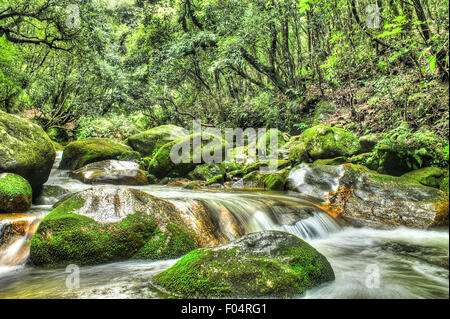 Forest river. Sundarijal près de Katmandou qui coule à travers la forêt en parc national Shivapuri-Nagarjun Banque D'Images