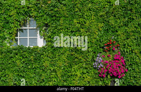 Parthenocissus quinquefolia. Virginia creeper / Ivy Américain couvrant une maison avant. Henley on Thames, Oxfordshire. L'Angleterre Banque D'Images