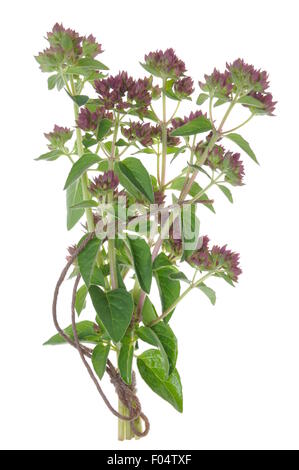 Bouquet de menthe herbes, le thym, la mélisse isolé sur fond blanc Banque D'Images