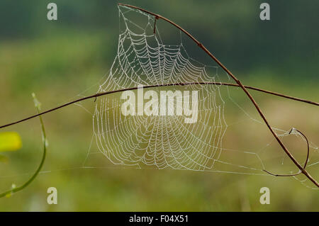 Spider Web, Araras Lodge, Pantanal, Brésil Banque D'Images