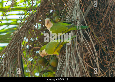 Myiopsitta monachus, moine perruches, Araras Lodge, Pantanal, Brésil Banque D'Images