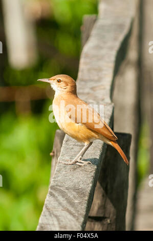 Furnarius rufus, Bruant Hornero, Araras Lodge, Pantanal, Brésil Banque D'Images