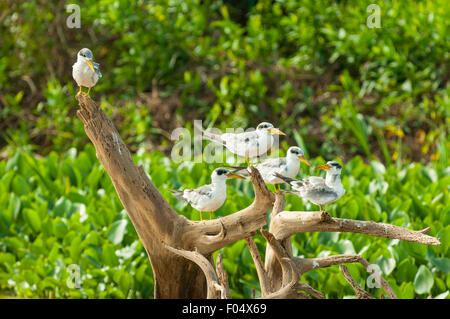 Sternula superciliaris, bec jaune grande Sterne, Cuiaba River, Pantanal, Brésil Banque D'Images