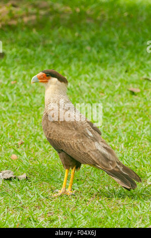 Caracara plancus, Caracara huppé, Porto Jofre Lodge, Pantanal, Brésil Banque D'Images