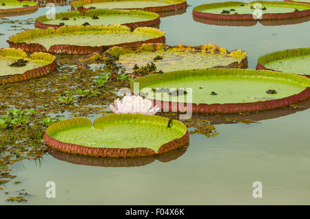 Victoria Amazonica, Giant Amazon de nénuphar, Porto Jofre Lodge, Pantanal, Brésil Banque D'Images