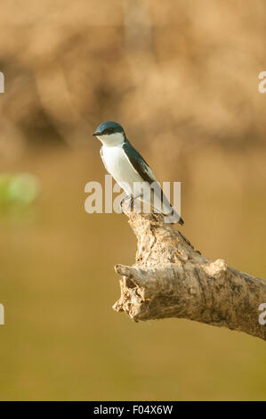 Tachycineta albilinea, Hirondelle à front blanc, Cuiaba River, Pantanal, Brésil Banque D'Images