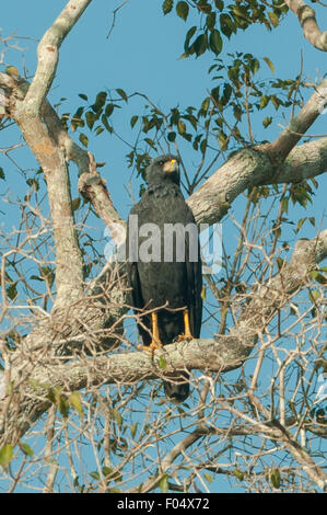 Buteogallus urubitinga, Great Black Hawk, Autoroute Transpantaneria, Pantanal, Brésil Banque D'Images