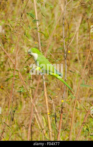 Myiopsitta monachus, moine perruche, Route Transpantaneira, Pantanal, Brésil Banque D'Images