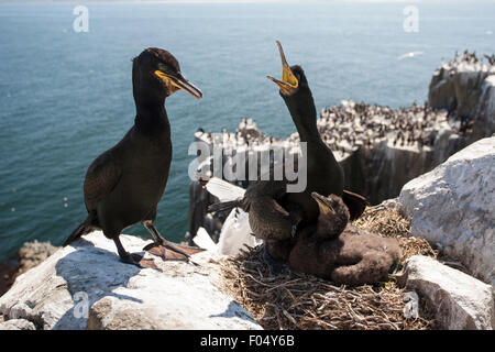 Baise baise européen commun ou (Phalacrocorax aristotelis) paire avec chick au nid, Inner Farne, Iles Farne, Northumberland Banque D'Images