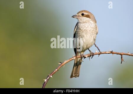 Femme pie-grièche écorcheur (Lanius collurio) assis sur une branche d'arbre, Hesse, Allemagne Banque D'Images