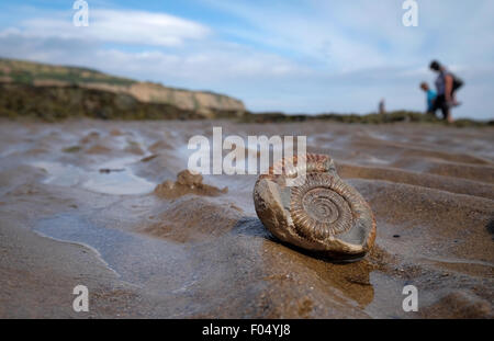 Un fossile d'ammonite sur la plage de Robin Hood's Bay, une partie de la côte jurassique du Yorkshire, UK Banque D'Images