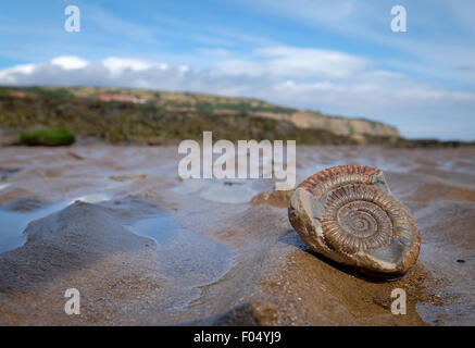 Un fossile d'ammonite sur la plage de Robin Hood's Bay, une partie de la côte jurassique du Yorkshire, UK Banque D'Images