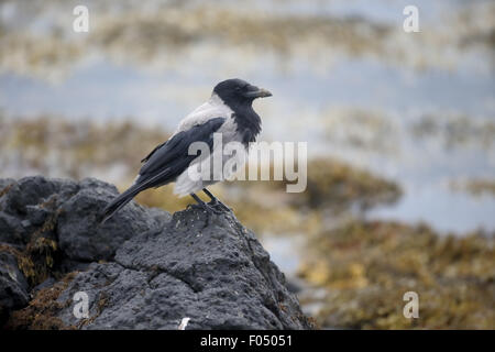 Hooded crow (Corvus cornix, seul oiseau sur la roche par la mer, Mull, Ecosse, juillet 2015 Banque D'Images