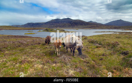 Poney Eriskay en paysage et son poulain Benbecula Outer Hebrides Banque D'Images