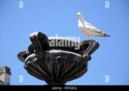 Mouette debout sur une sculpture en pierre à Derby Square, Liverpool, Merseyside, England, UK, Europe de l'Ouest. Banque D'Images