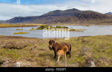 Poney Eriskay et poulain Benbecula Outer Hebrides Banque D'Images