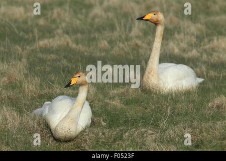 Cygne chanteur avec les poussins l'Islande Banque D'Images