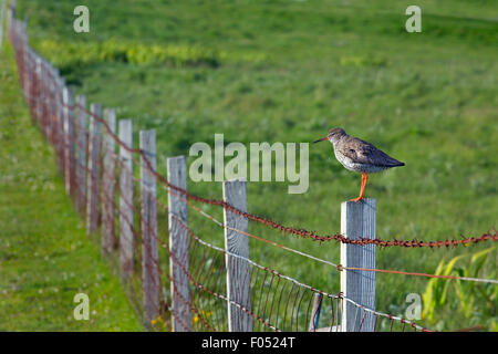 Chevalier arlequin Tringa totanus sur North Uist Hebrides Banque D'Images