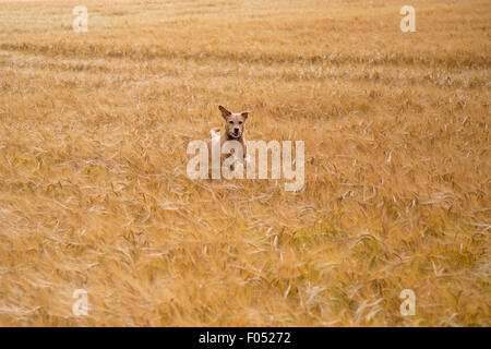 Labrador jaune chassant les lapins en champ d'orge Banque D'Images