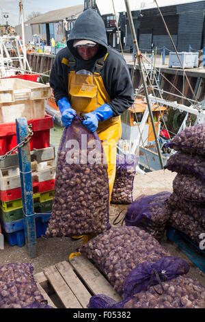 Travailleur de la pêche gère les sacs de buccin frais / frais d'atterrissage bulots (coquillages) à West Quay Port Whitstable Kent UK Banque D'Images