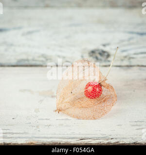 Les Physalis alkekengi montrant l'intérieur de fruits rouges Banque D'Images