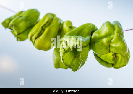 Piment vert sec pendu sur fond de ciel naturel Banque D'Images
