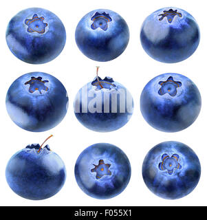 Collection de bleuets isolé sur fond blanc, avec chemin de détourage Banque D'Images