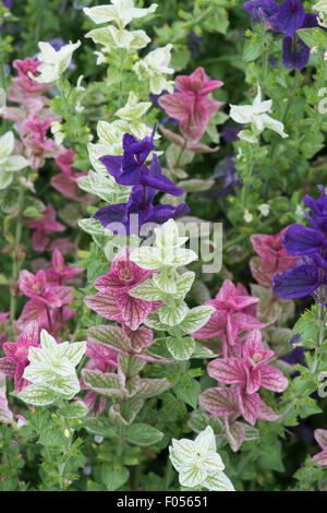 Salvia viridis . La sauge sclarée annuel . Feuilles de sauge peint Banque D'Images